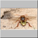 Nomada lathburiana - Wespenbiene w18.jpg